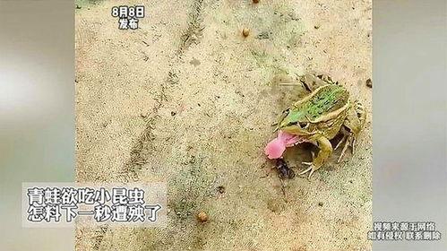 青蛙吃虫子的视频,自然界的捕食者与猎物瞬间对决