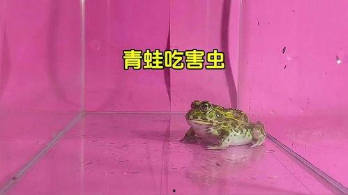青蛙吃虫子的视频,自然界的捕食者与猎物瞬间对决