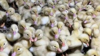 黄小鸭视频,欢乐童年,寓教于乐的动画之旅