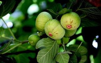 无花果的管理技术视频,视频教程精华汇总