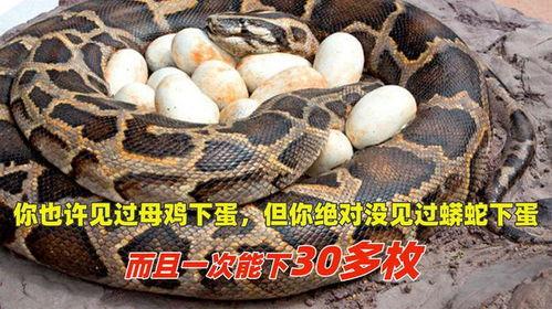 蛇下蛋视频,蛇类产蛋现象揭秘