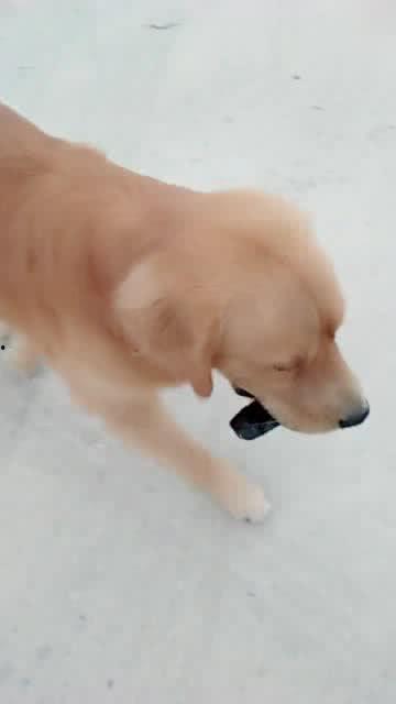 吃煤视频,揭秘人类挑战极限的生存智慧