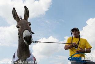 赛驴视频,激情四溢的竞技瞬间，见证速度与激情的较量