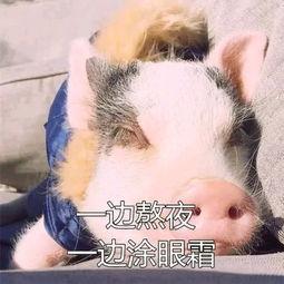 骚猪搞笑视频